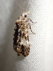 Phtheochroa rugosana