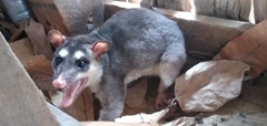 Philander opossum melanurus