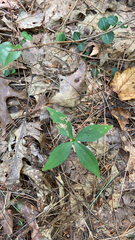 Isotria verticillata