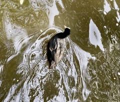 Fulica atra