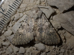 Polymixis dubia