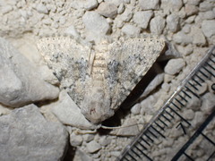 Polymixis dubia