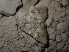 Polymixis dubia