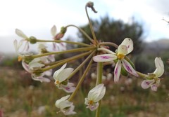 Pelargonium anethifolium