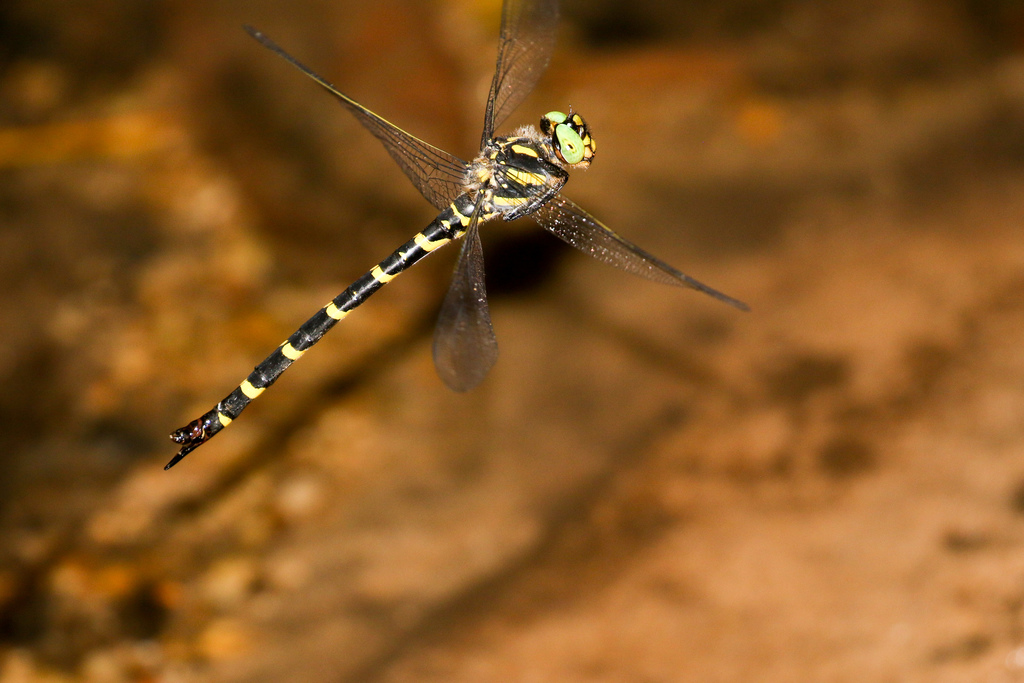 Golden-ringed dragonflies