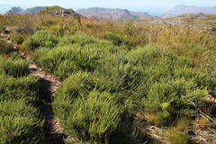 Aspalathus ericifolia ericifolia