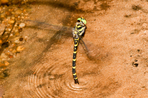 Tiger Spiketail photographed in Kentucky