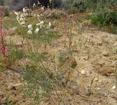 Pelargonium anethifolium