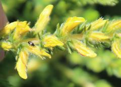 Aspalathus ericifolia ericifolia