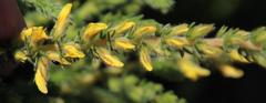 Aspalathus ericifolia ericifolia