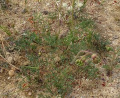 Pelargonium anethifolium