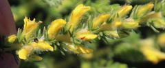 Aspalathus ericifolia ericifolia