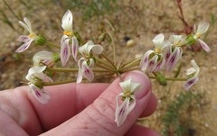 Pelargonium anethifolium