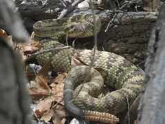 Crotalus molossus