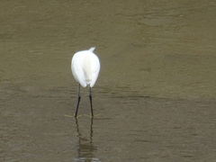 Egretta garzetta