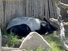 Tapirus indicus