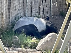 Tapirus indicus