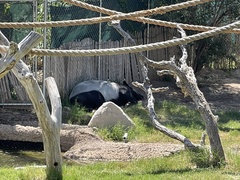 Tapirus indicus