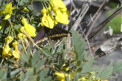 Battus polydamas psittacus