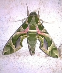 Daphnis nerii