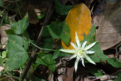 Image of Passiflora capsularis