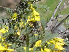 Battus polydamas psittacus