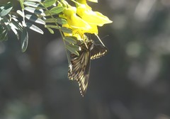 Battus polydamas psittacus
