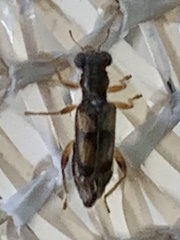 Phyllobaenus pallipennis