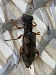 Phyllobaenus pallipennis