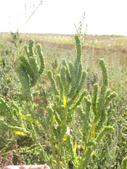 Atriplex patens