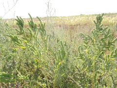 Atriplex patens