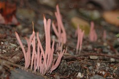 Clavaria rosea