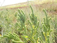 Atriplex patens