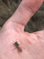 Clypeadon laticinctus