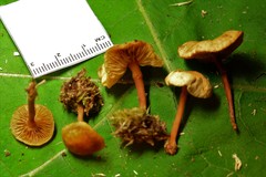 Gymnopus earleae