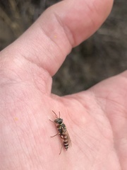 Clypeadon laticinctus