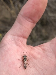 Clypeadon laticinctus