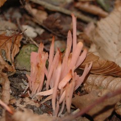 Clavaria rosea