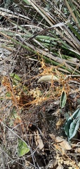 Cuscuta stenolepis