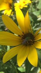 Agapostemon virescens