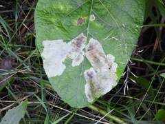 Calycomyza flavinotum