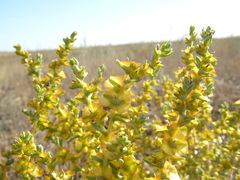 Salsoloideae