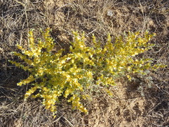 Salsoloideae