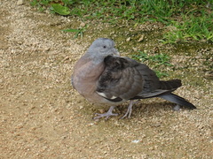 Columba palumbus