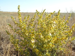 Salsoloideae