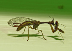 Leptomantispa pulchella