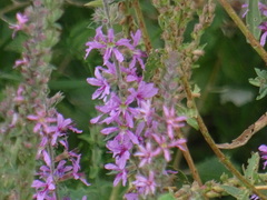 Lythrum salicaria