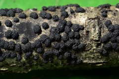 Annulohypoxylon annulatum