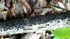 Annulohypoxylon annulatum