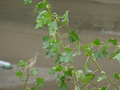 Populus nigra